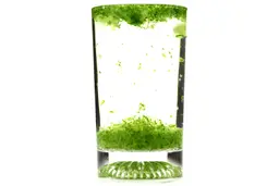 A glass of water with fibrous green pulp produced by the Ninja BL480D Nutri personal countertop blender sinking from its top to bottom. 