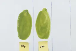 A white paper displays two smoothie samples, showcasing the consistency of a Vitamix smoothie blended for 30 seconds and another blended for a full minute.