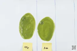 A white paper displays two smoothie samples, showcasing the consistency of a Vitamix smoothie blended for 30 seconds and another blended for a full minute.
