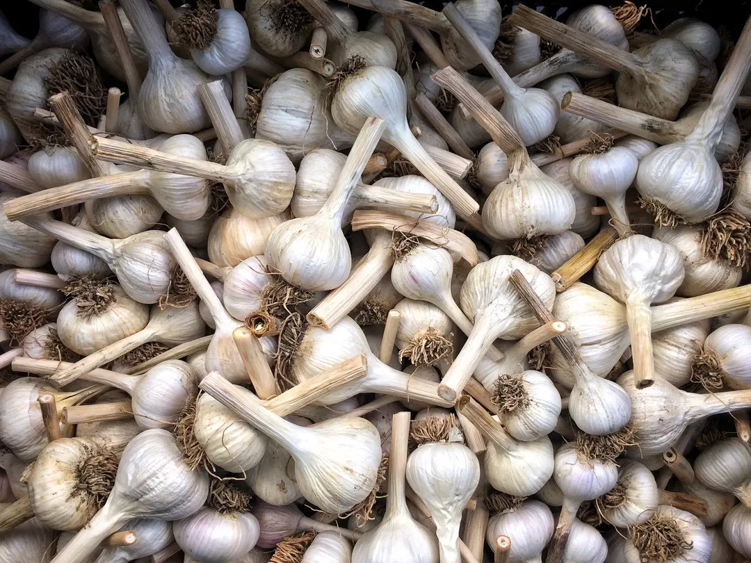 How Long Can You Store Garlic