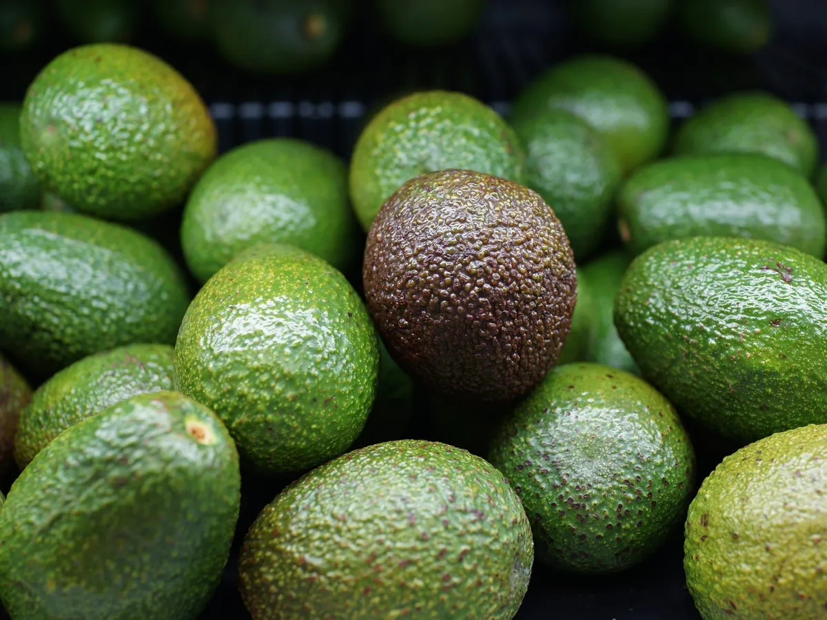 How to Choose the Best Avocados for Storage