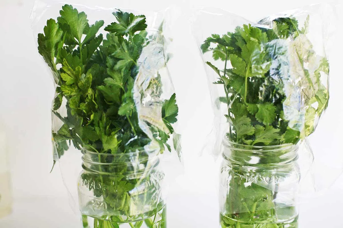 How to Store Cilantro at home