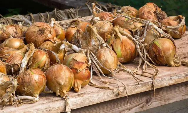 How to Store Onions From the Garden