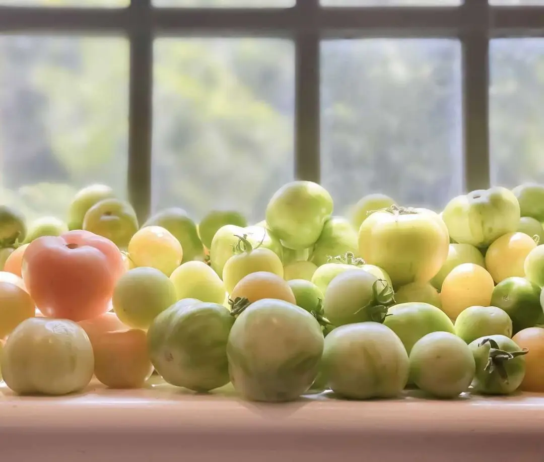 The Importance of Ripeness store tomatoes