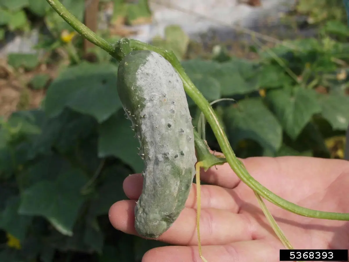 The Water Content of Cucumbers
