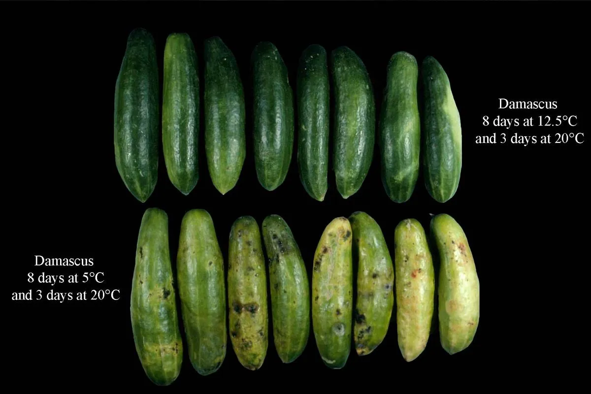 best way to store cucumbers