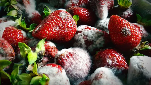 how to store strawberries In the Fridge