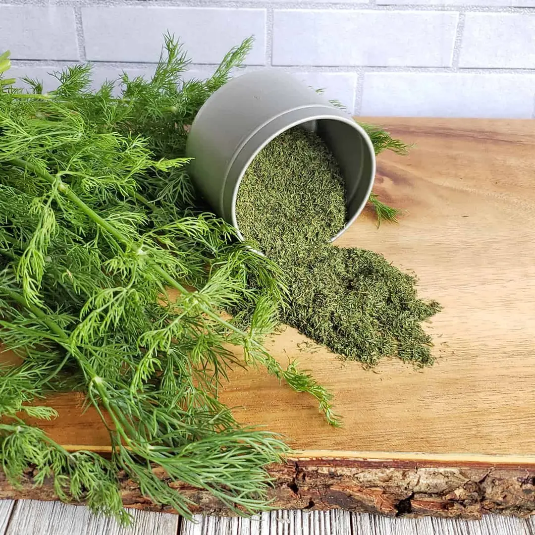 Fresh Dill vs Dried Dill Which One Is Better