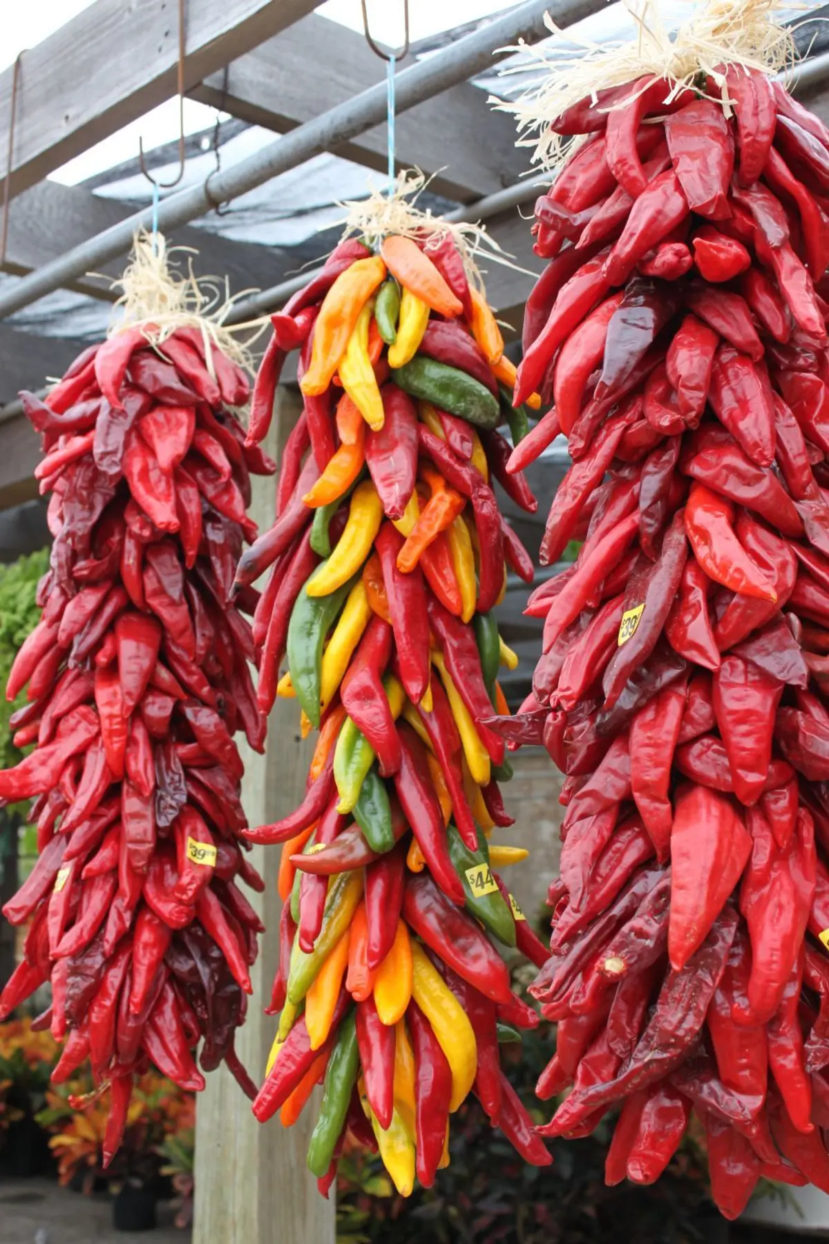 How Do You Dry Peppers on a string