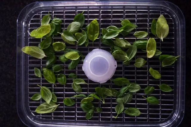 How to Dry Basil Leaves in a Dehydrator
