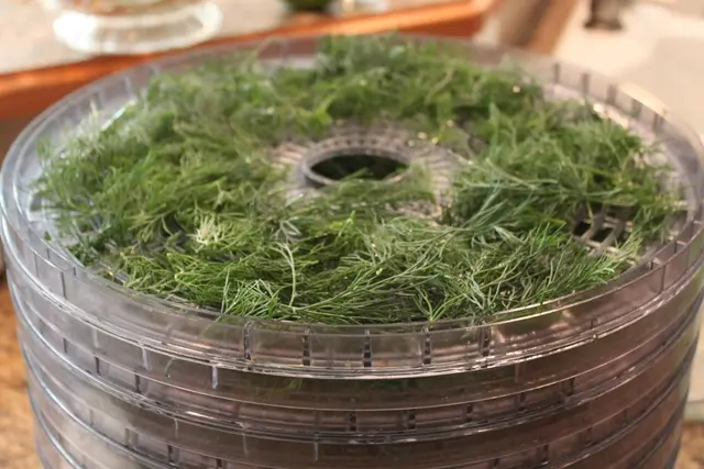 How to Dry Dill Weed in the Food Dehydrator