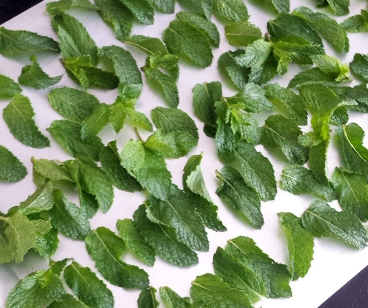 How to Dry Mint Leaves in the Food Dehydrator