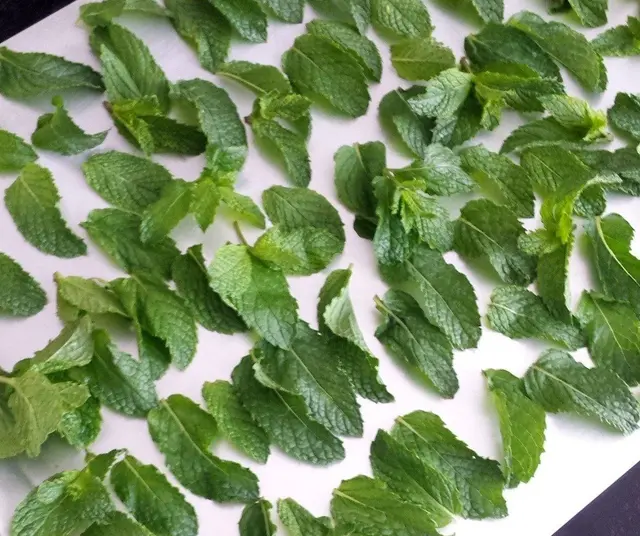 How to Dry Mint Leaves in the Food Dehydrator