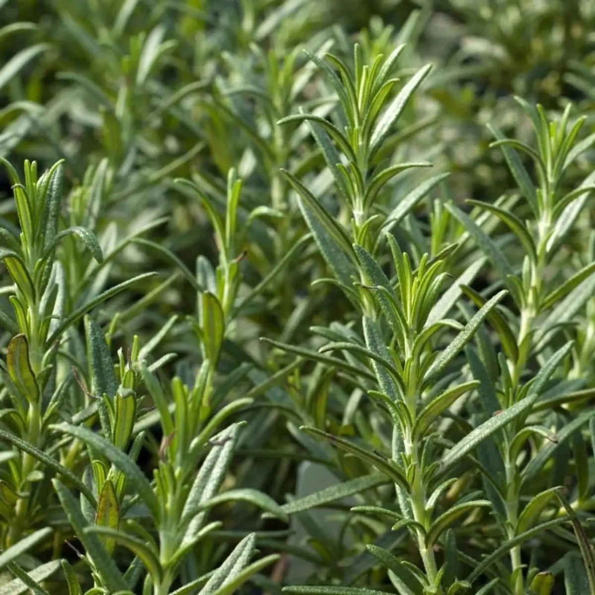 Is There a Difference Between Fresh and Dried Rosemary