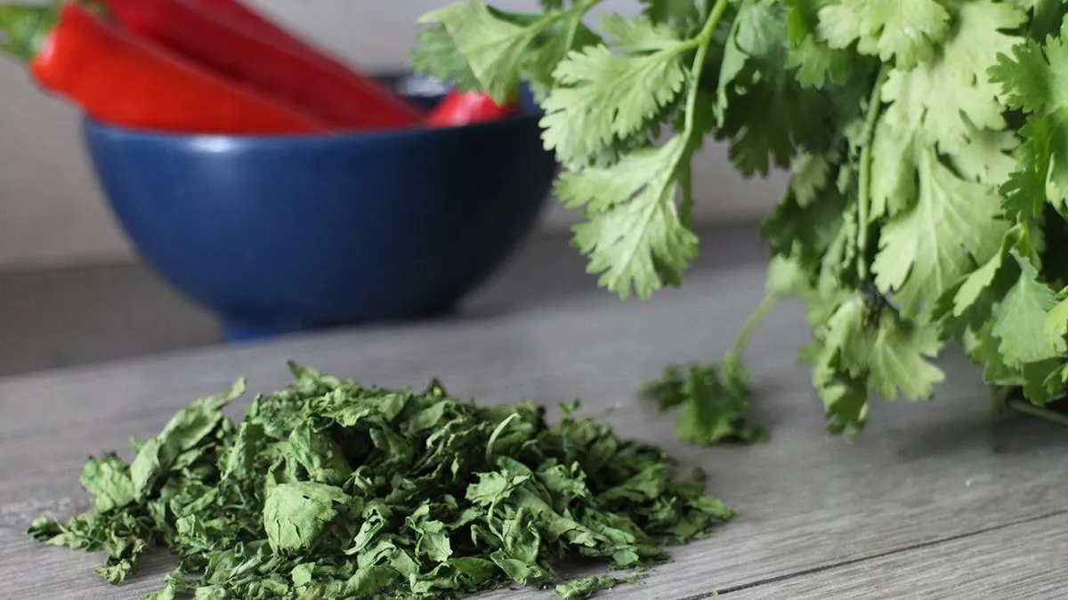 How Much Dried Cilantro Equals Fresh