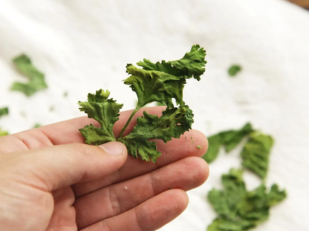 How to Dry Cilantro The leaves should be wilted and brittle